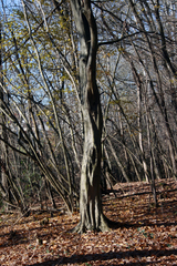 Carpinus betulus