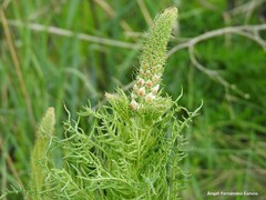 Reseda suffruticosa