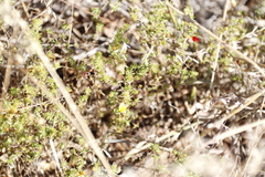 Aspalathus retroflexa retroflexa