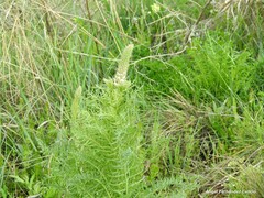 Reseda suffruticosa