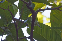 Phylloscopus