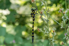 Cordulegaster bidentata