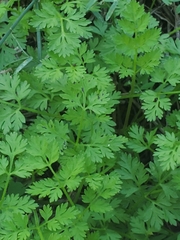 Chaerophyllum tainturieri