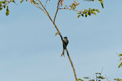 Dicrurus leucophaeus mouhoti