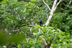 Trogon viridis