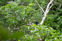Trogon viridis