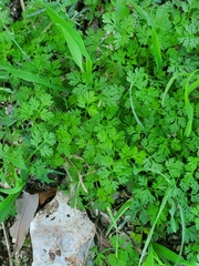 Chaerophyllum tainturieri