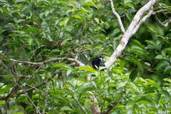 Trogon viridis