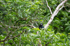 Trogon viridis