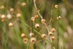 Linum perenne