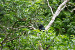 Trogon viridis