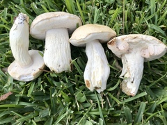 Tylopilus rhoadsiae