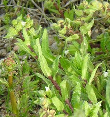 Nonea echioides
