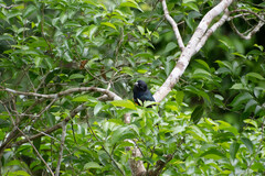 Trogon viridis