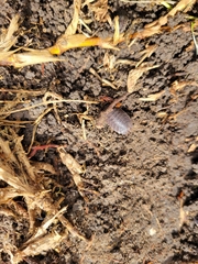 Porcellio dilatatus