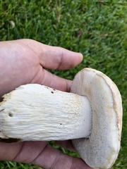 Tylopilus rhoadsiae