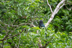Trogon viridis