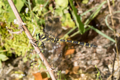 Cordulegaster bidentata