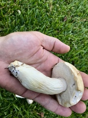 Tylopilus rhoadsiae