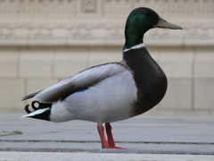 Anas platyrhynchos platyrhynchos