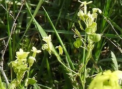 Biscutella auriculata