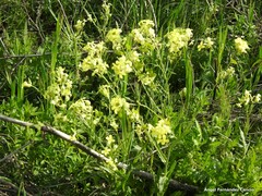 Biscutella auriculata