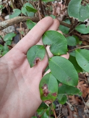 Lyonia lucida