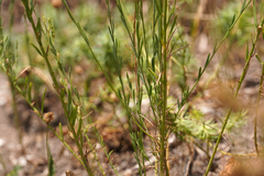 Linum perenne