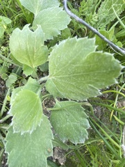Ranunculus asiaticus