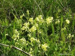 Biscutella auriculata