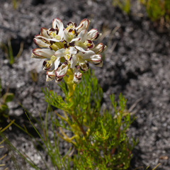 Disa bivalvata
