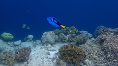 Paracanthurus hepatus