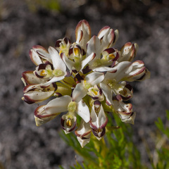 Disa bivalvata