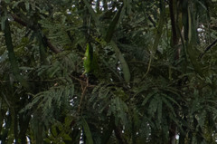 Brotogeris cyanoptera