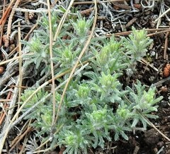 Ajuga chamaepitys