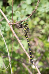 Cordulegaster bidentata