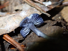 Entoloma euchroum