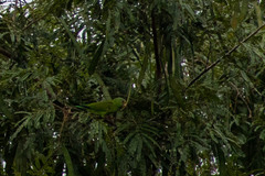 Brotogeris cyanoptera