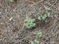 Ajuga chamaepitys
