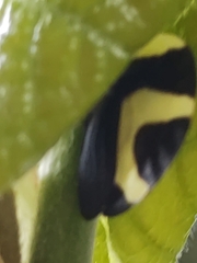 Membracis foliatafasciata