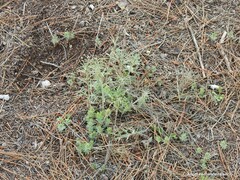 Ajuga chamaepitys