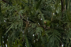 Brotogeris cyanoptera