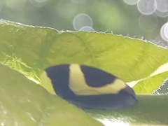 Membracis foliatafasciata