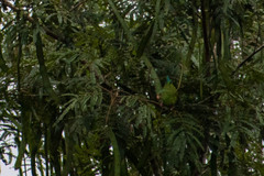 Brotogeris cyanoptera