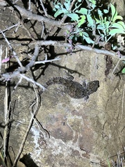 Chondrodactylus turneri