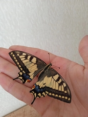 Papilio machaon