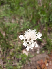 Scabiosa ochroleuca