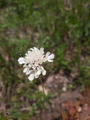 Scabiosa ochroleuca