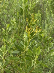 Senecio microglossus