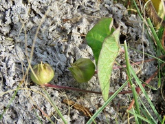 Ipomoea decasperma